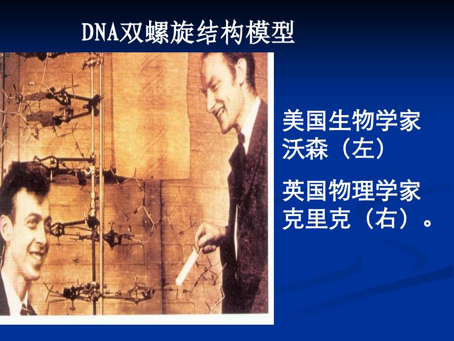 1DNA的分子结构和特点（共17张PPT）_第3页