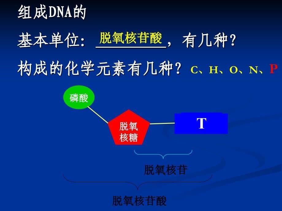 1DNA的分子结构和特点（共17张PPT）_第5页