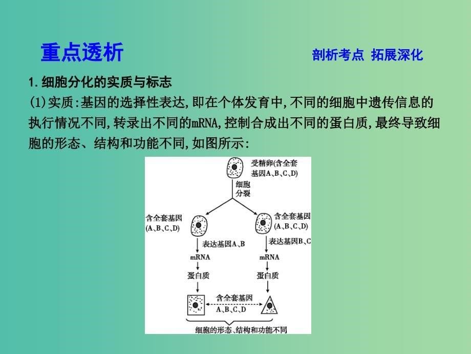 高中生物第四单元细胞的生命历程第13讲细胞的分化衰老凋亡和癌变课件.ppt_第5页