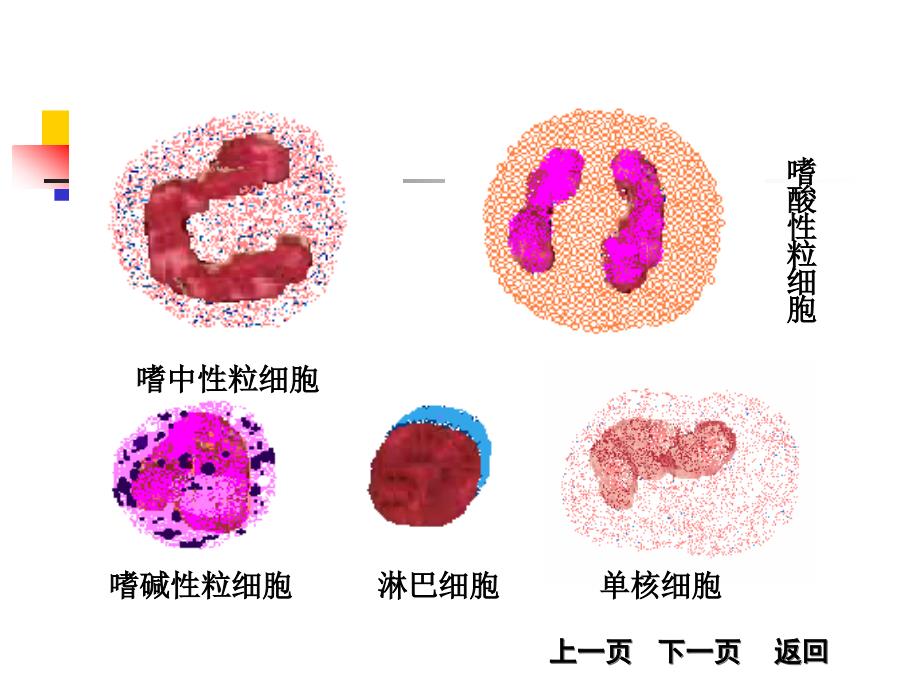 白细胞分类和计数PPT课件_第1页