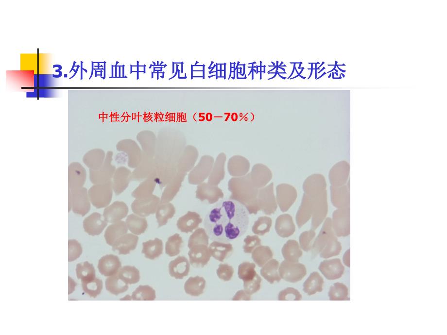 白细胞分类和计数PPT课件_第2页