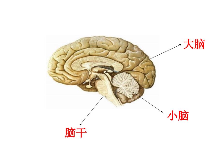 大脑课件PPT下载苏教版五年级科学下册课件_第4页