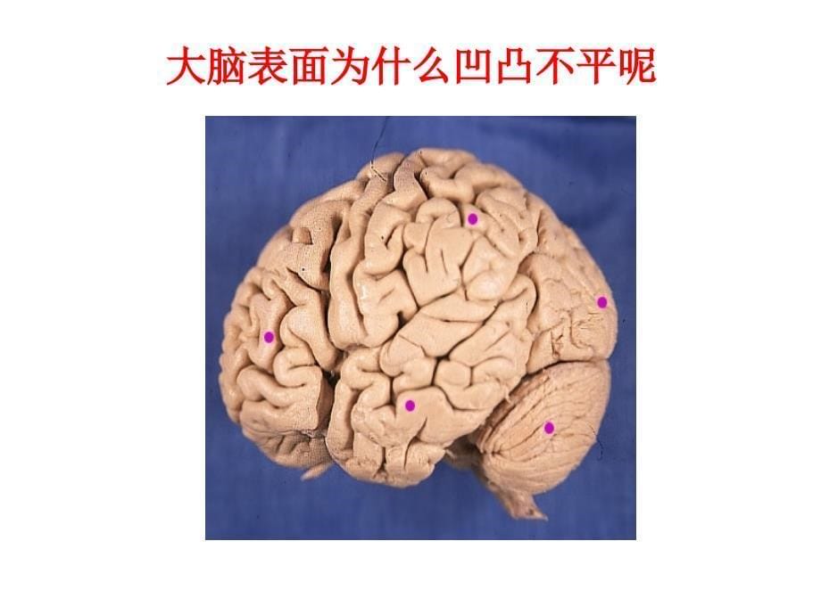 大脑课件PPT下载苏教版五年级科学下册课件_第5页