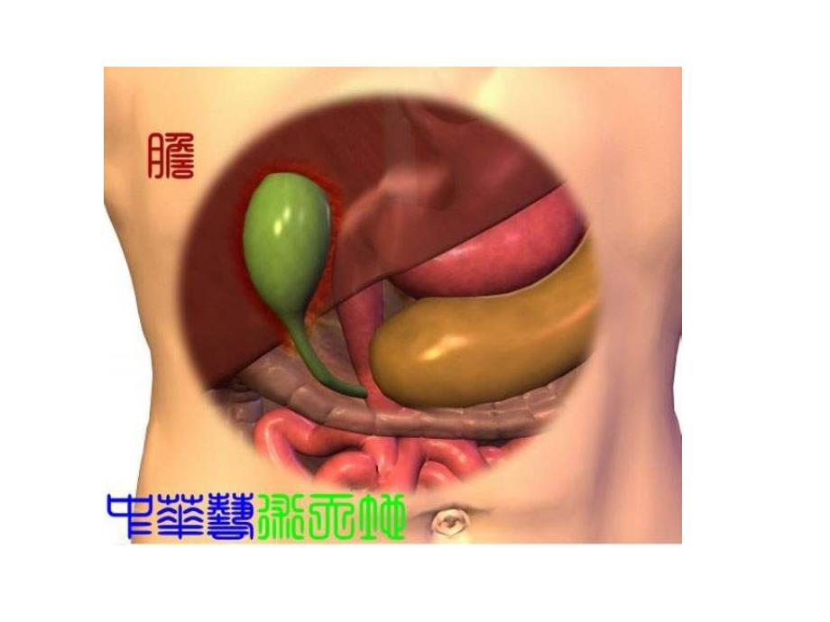 《人体内脏结构图》PPT课件_第3页