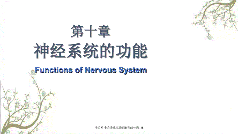 神经元神经纤维胶质细胞突触传递13h_第1页