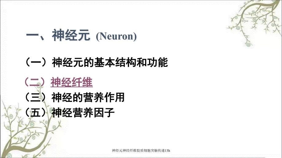 神经元神经纤维胶质细胞突触传递13h_第5页