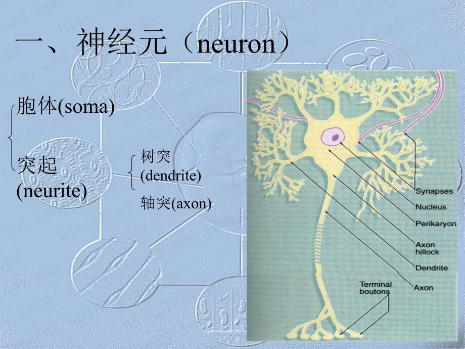 全的组织学和胚胎学_第3页