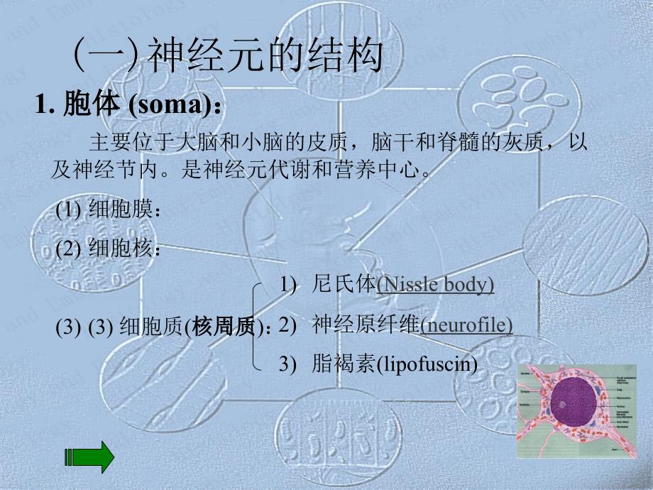 全的组织学和胚胎学_第4页