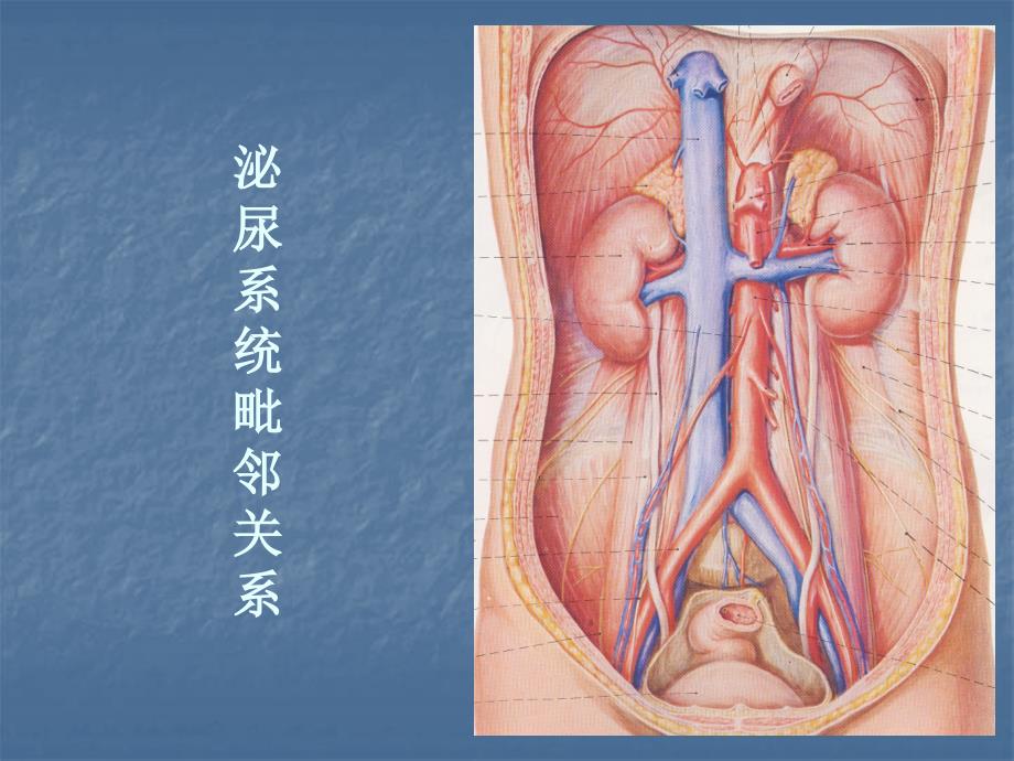 关于肾盂造影_第2页