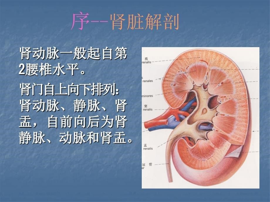 关于肾盂造影_第5页