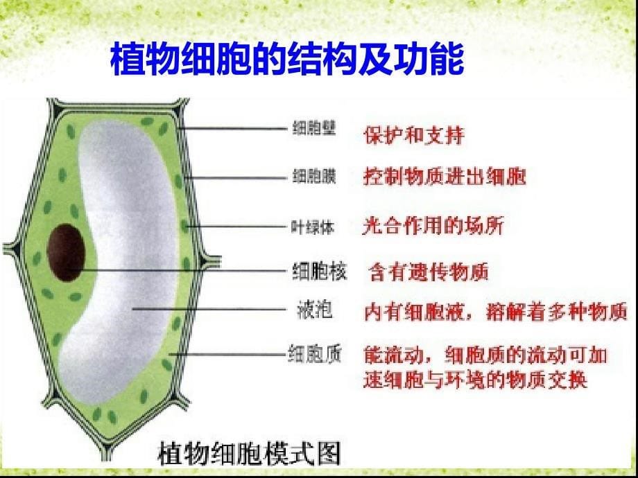 济南版初中生物七年级上册细胞的结构和功能课件_第5页