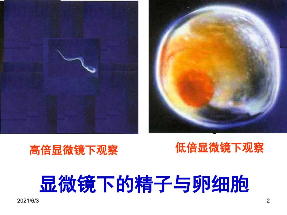 人教版七年级科学下册第一单元第一节新生命的诞生_第2页