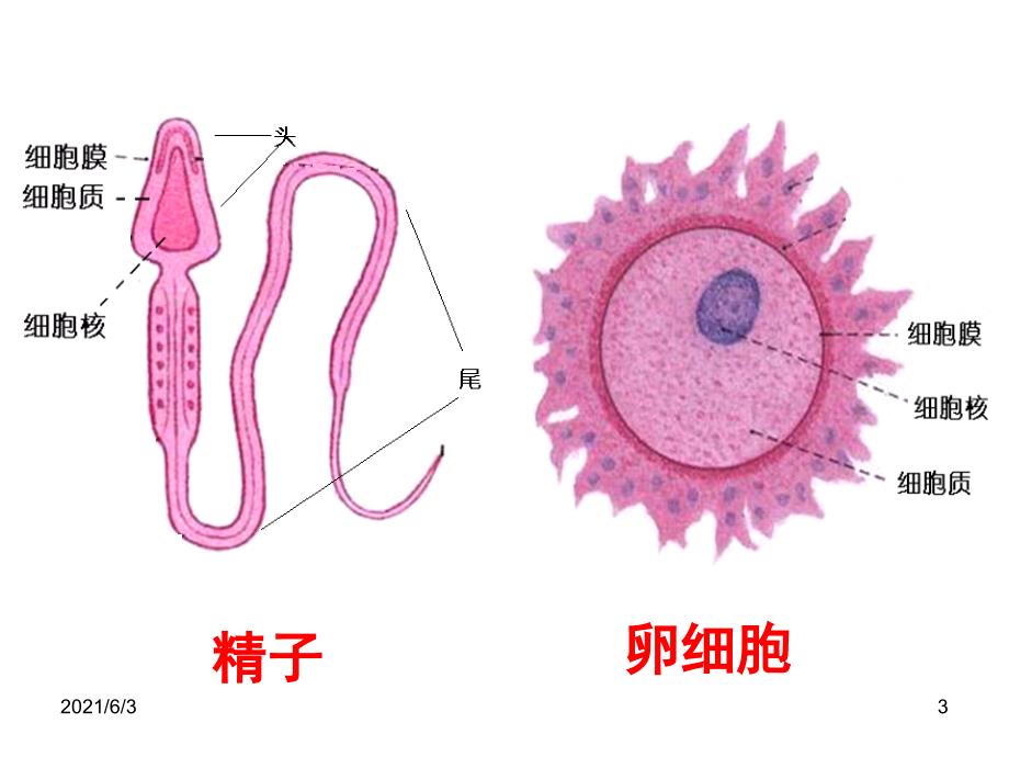 人教版七年级科学下册第一单元第一节新生命的诞生_第3页