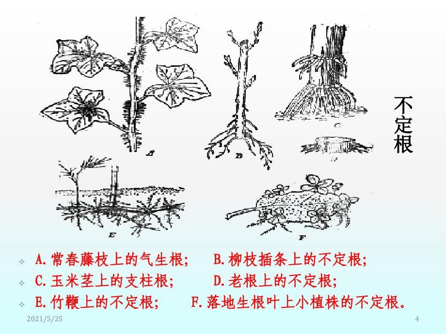 根的形态和结构PPT优秀课件_第4页