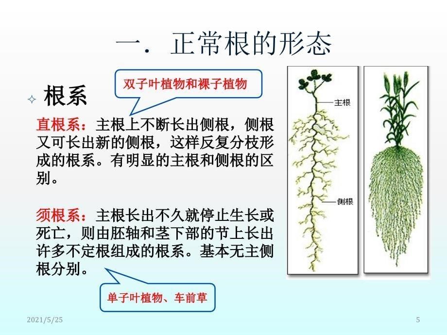 根的形态和结构PPT优秀课件_第5页