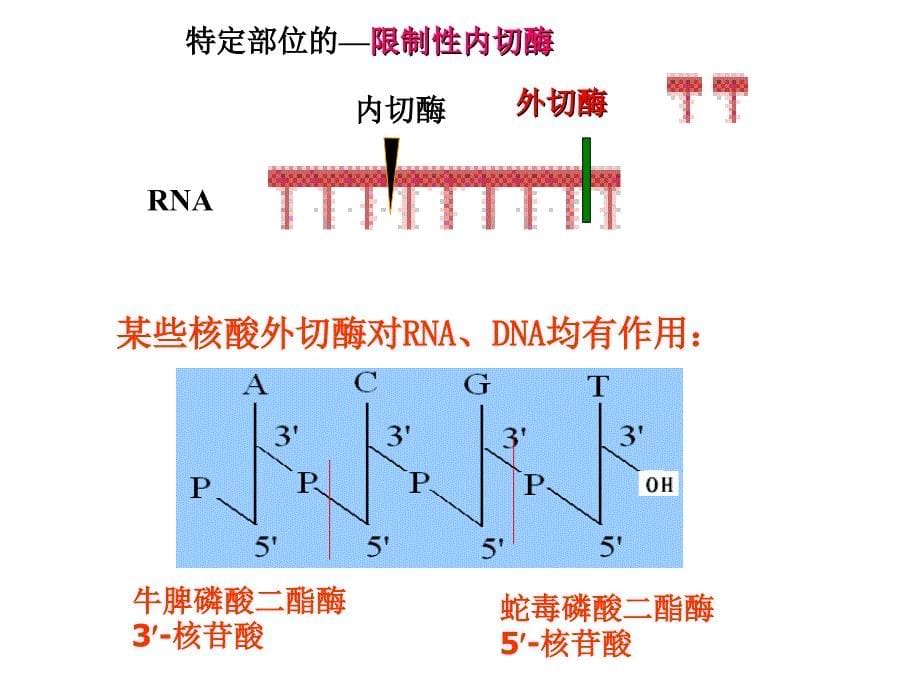 第33章核酸的降解和核苷酸代谢_第5页