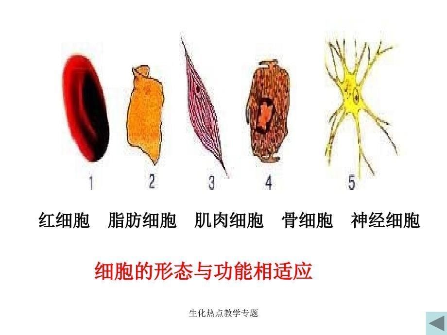 生化热点教学专题课件_第5页