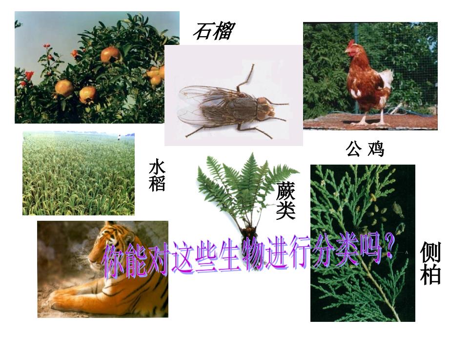 种子植物公开课_第1页