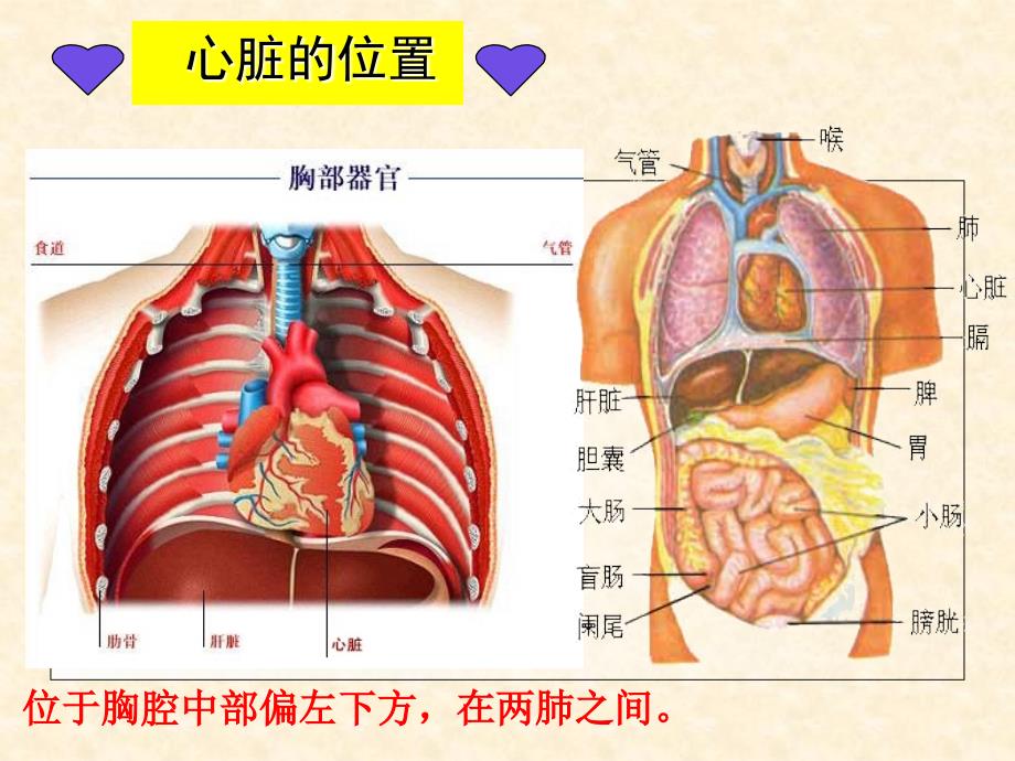 输送血液的泵心脏课件.ppt_第3页