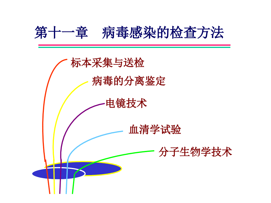 病毒感染的检查方法课件_第1页