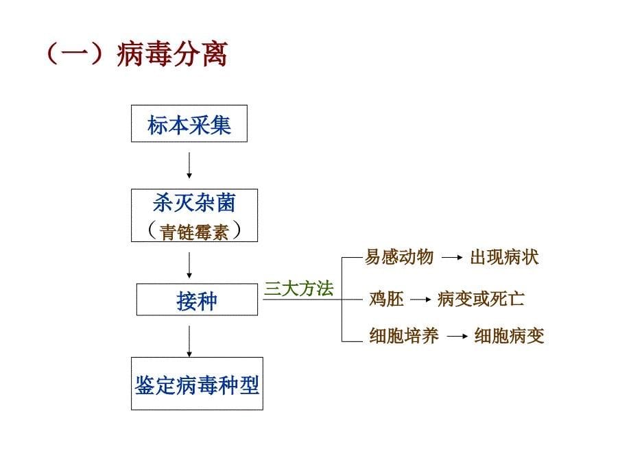 病毒感染的检查方法课件_第5页