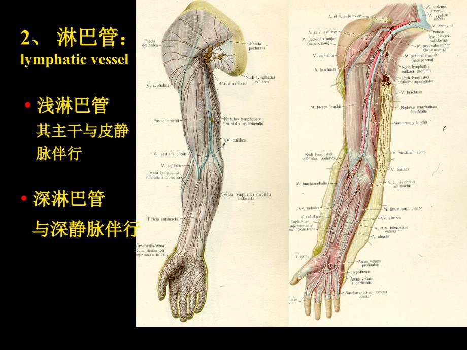 《人体淋巴系统》PPT课件_第4页