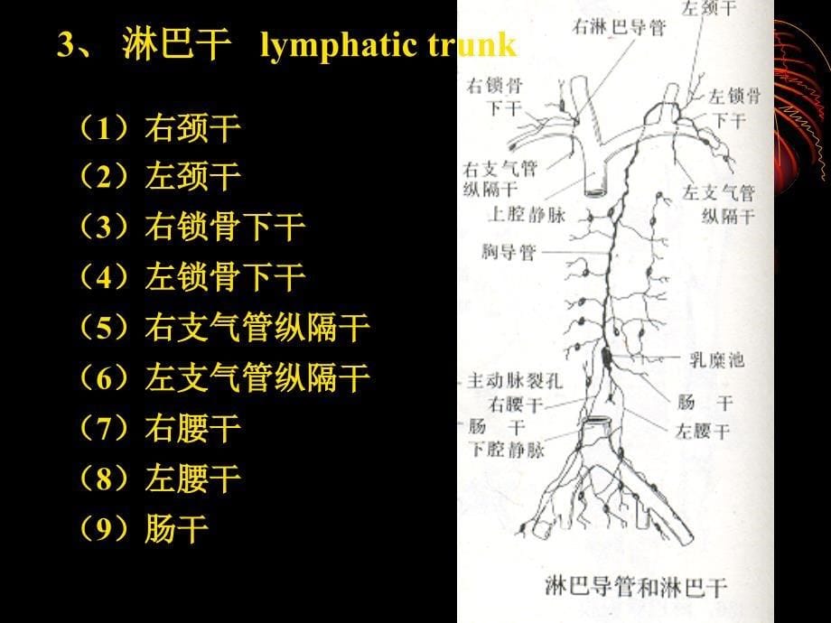 《人体淋巴系统》PPT课件_第5页