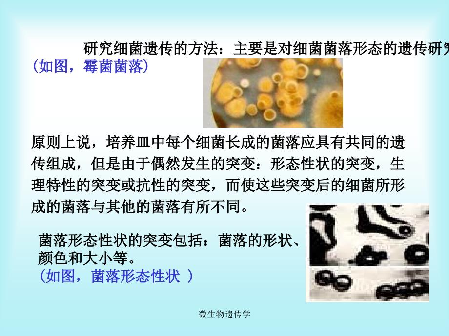 微生物遗传学课件_第4页