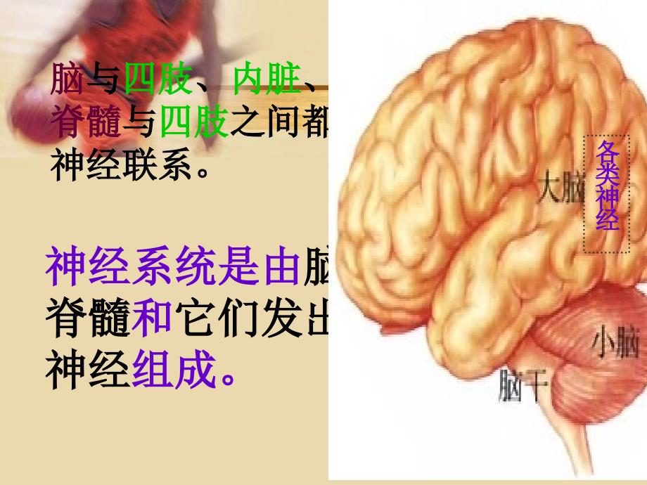 生物下册神经系统的组成课件人教新课标版课件_第3页