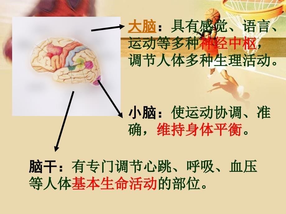 生物下册神经系统的组成课件人教新课标版课件_第5页