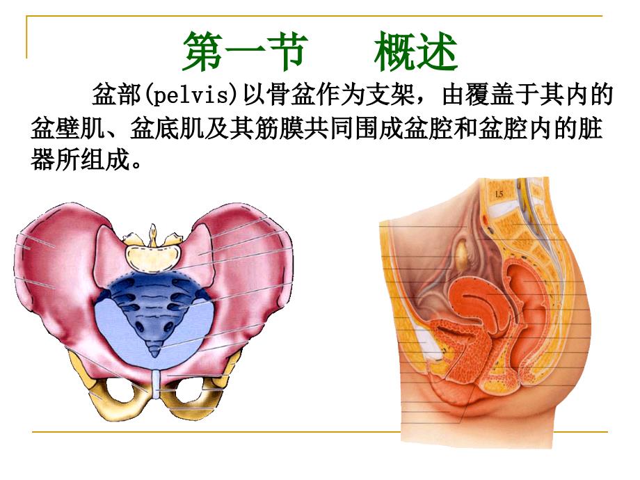 局部解剖学课件：第五章 盆部与会阴_第4页