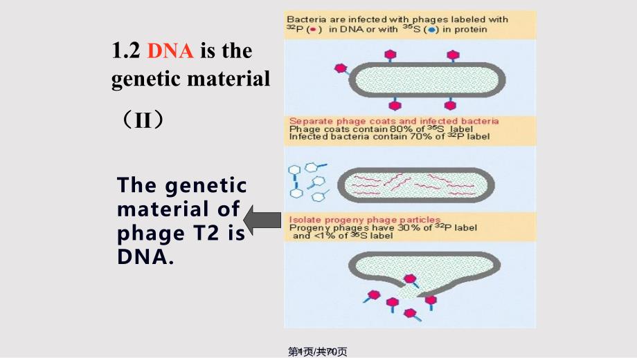 DNA的结构与特点实用教案_第1页