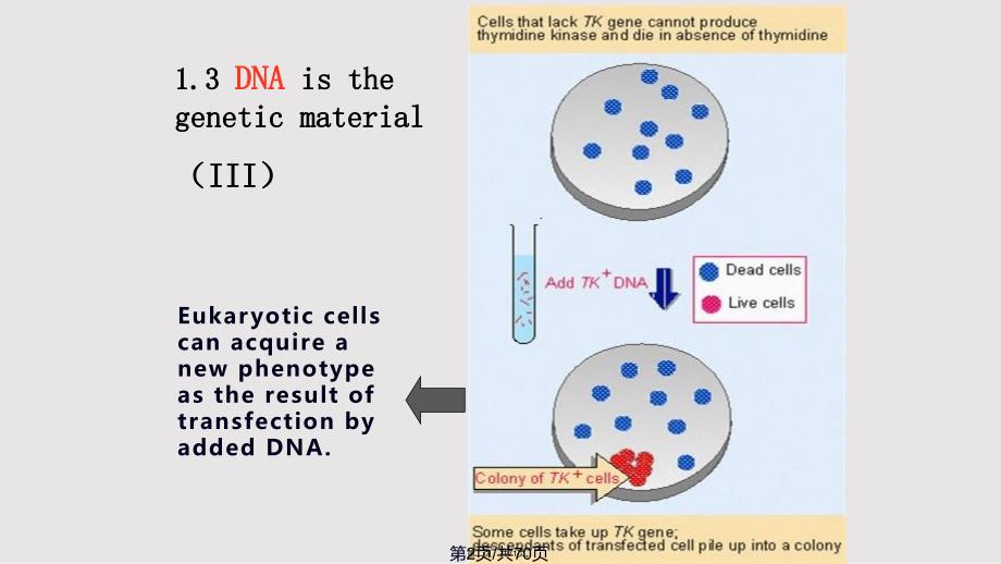 DNA的结构与特点实用教案_第2页