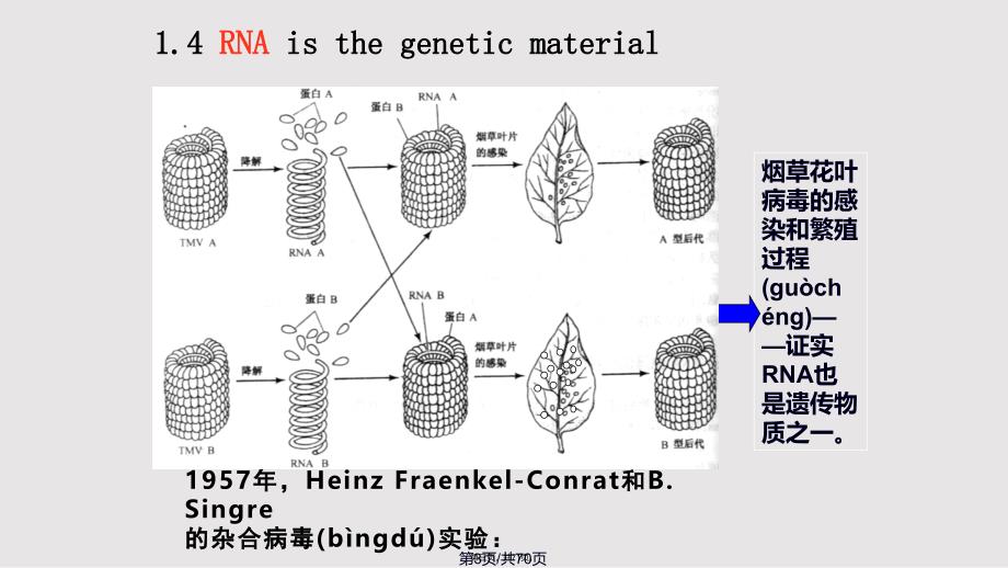 DNA的结构与特点实用教案_第3页