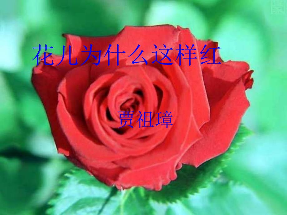 17花儿为什么这样红终_第1页