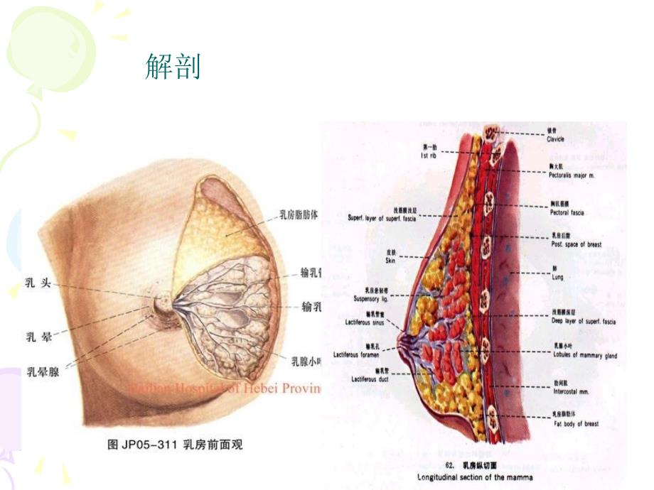 乳腺癌病人护理查房_第4页