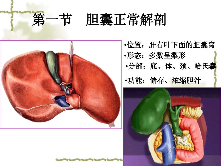 胆囊超声诊断PPT课件_第2页