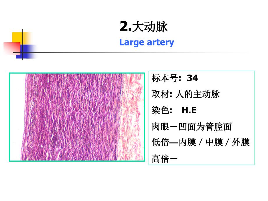 《组织学与胚胎学》实验：实验八 循环系统_第3页