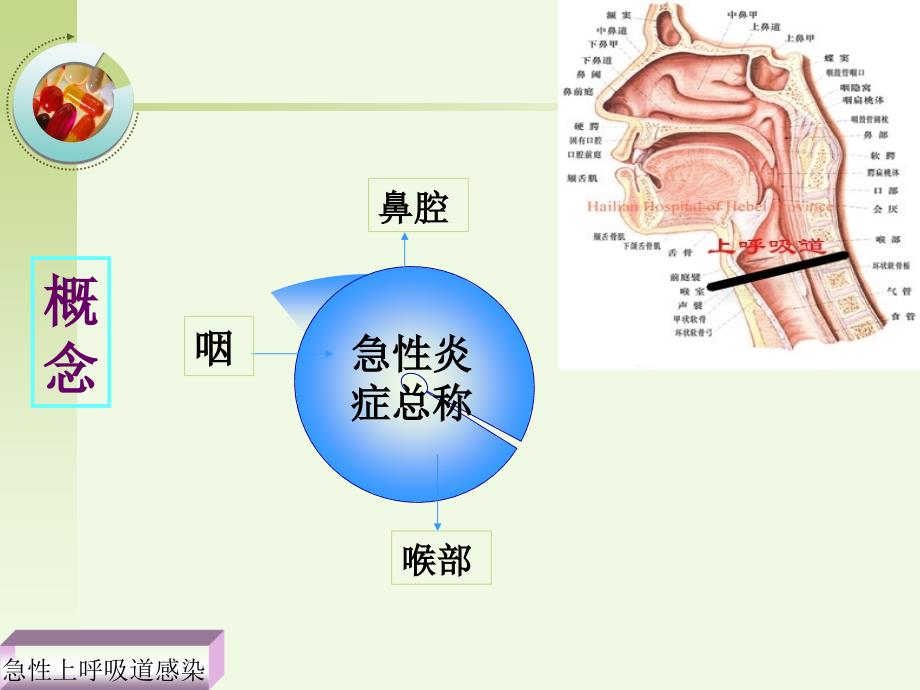 急性上呼吸课件_第3页