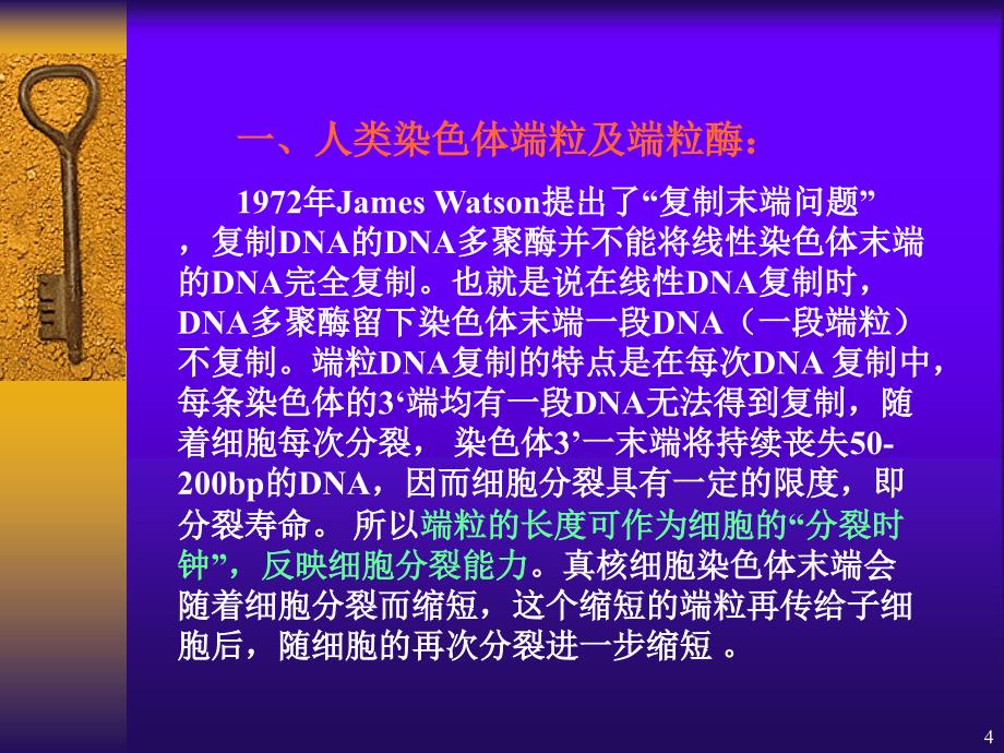 端粒端粒酶的研究进展PPT精选文档_第4页