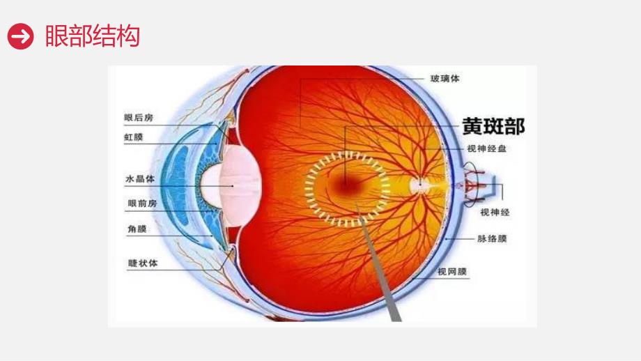 血液透析并发症眼部出血护理查房_第4页