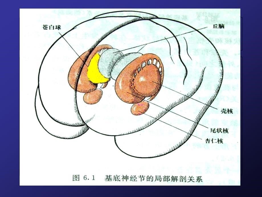 《锥体外系疾病》PPT课件_第5页