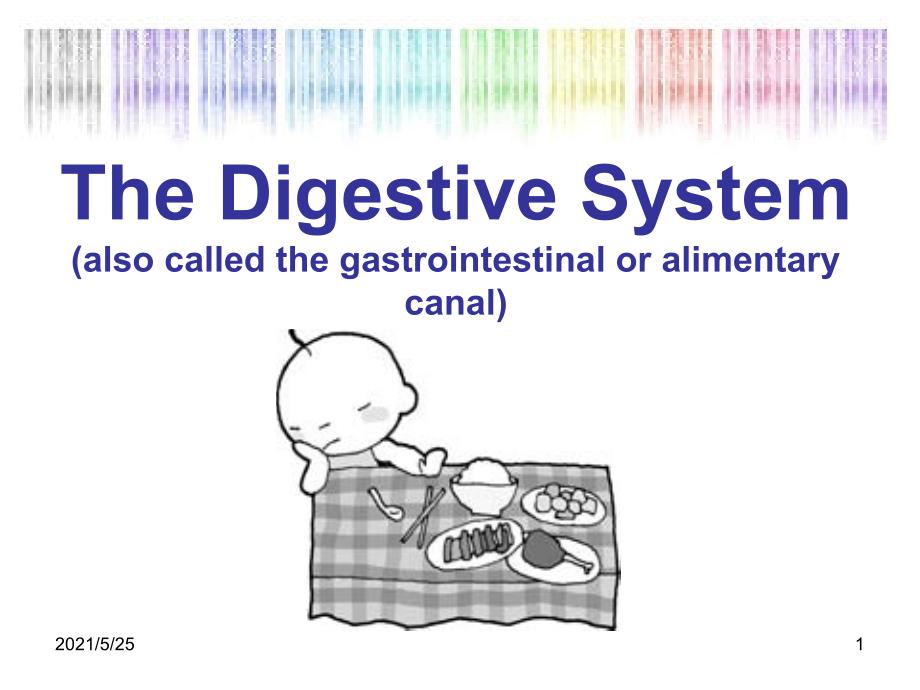 关于消化系统的英文PPT优秀课件_第1页