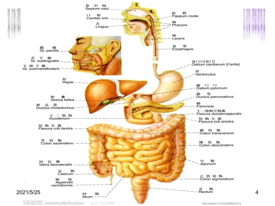 关于消化系统的英文PPT优秀课件_第4页