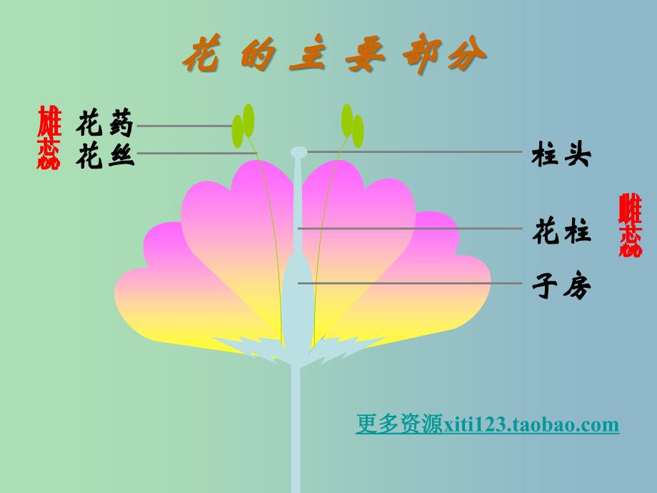 八年级生物下册 7.1.1 植物的生殖课件 新人教版.ppt_第3页