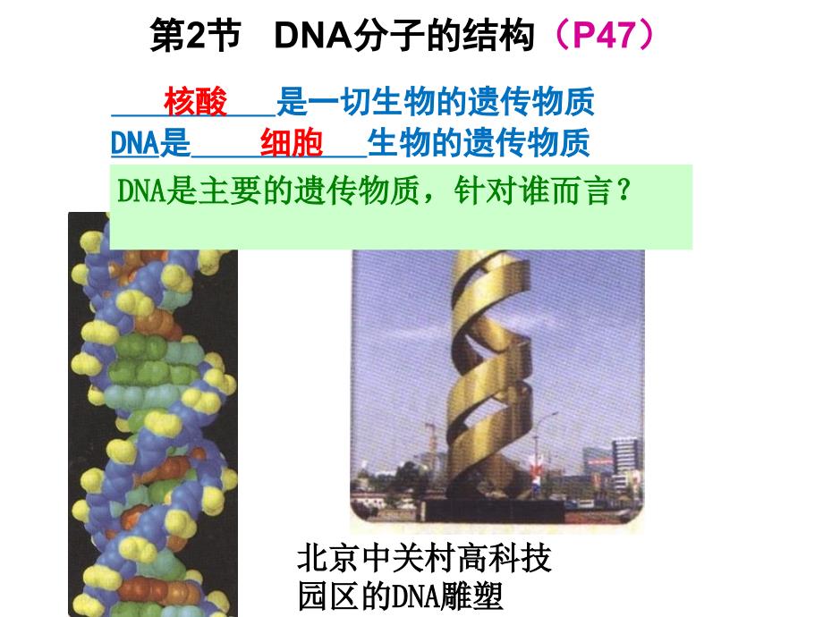 232DNA分子的结构_第1页