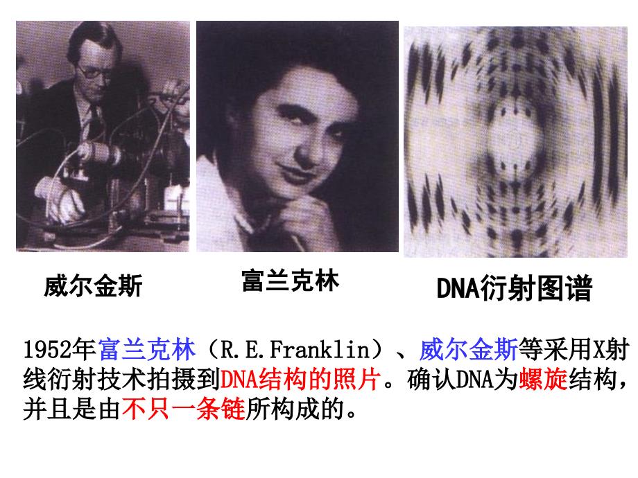 232DNA分子的结构_第3页