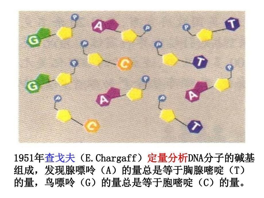 232DNA分子的结构_第5页