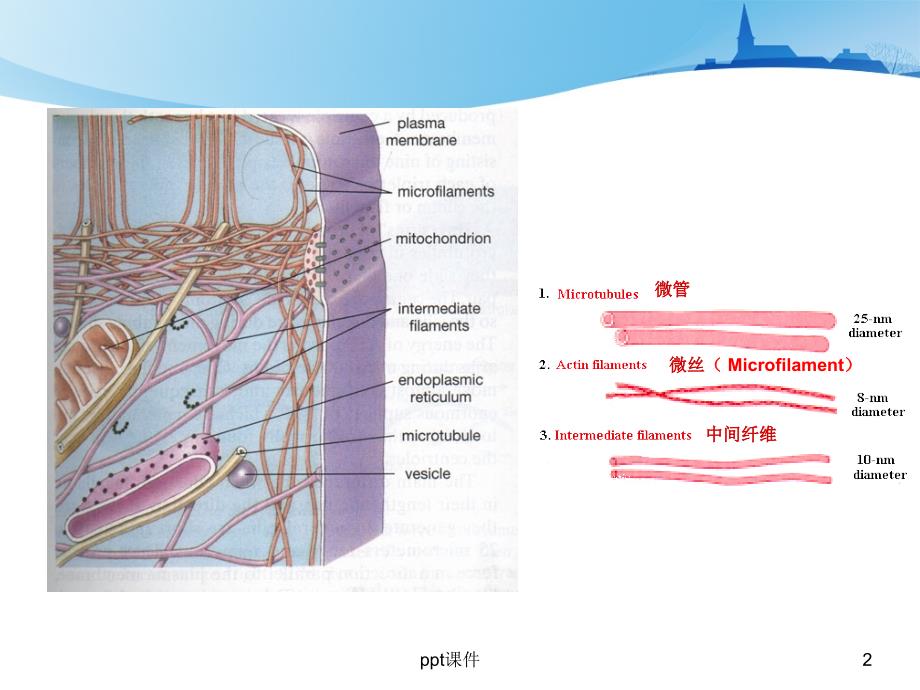 细胞骨架与细胞的运动课件_第2页