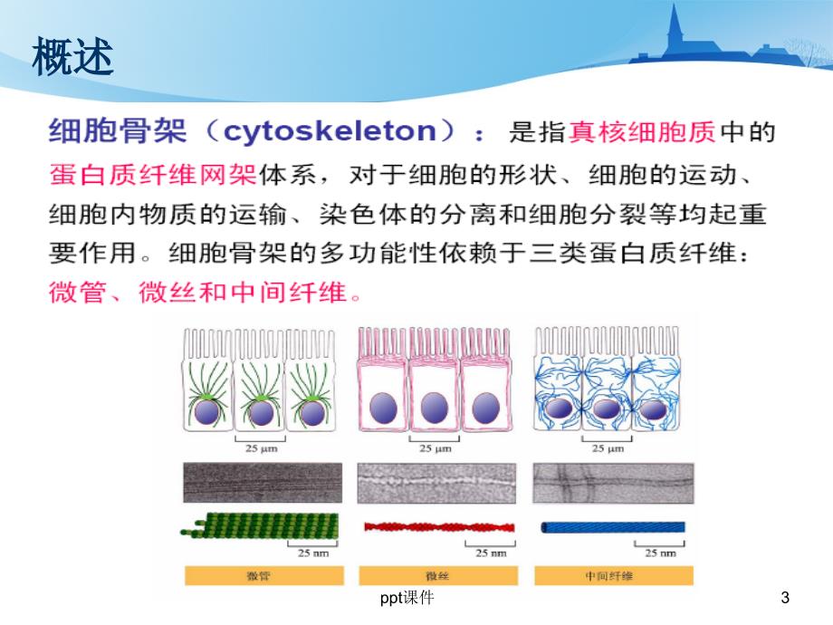 细胞骨架与细胞的运动课件_第3页